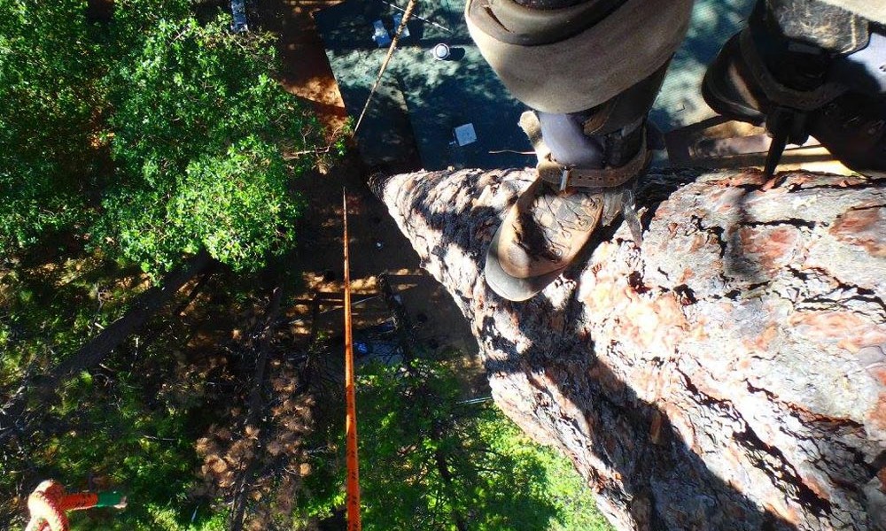 photo of arborist climbing a tree somewhere in nevada county